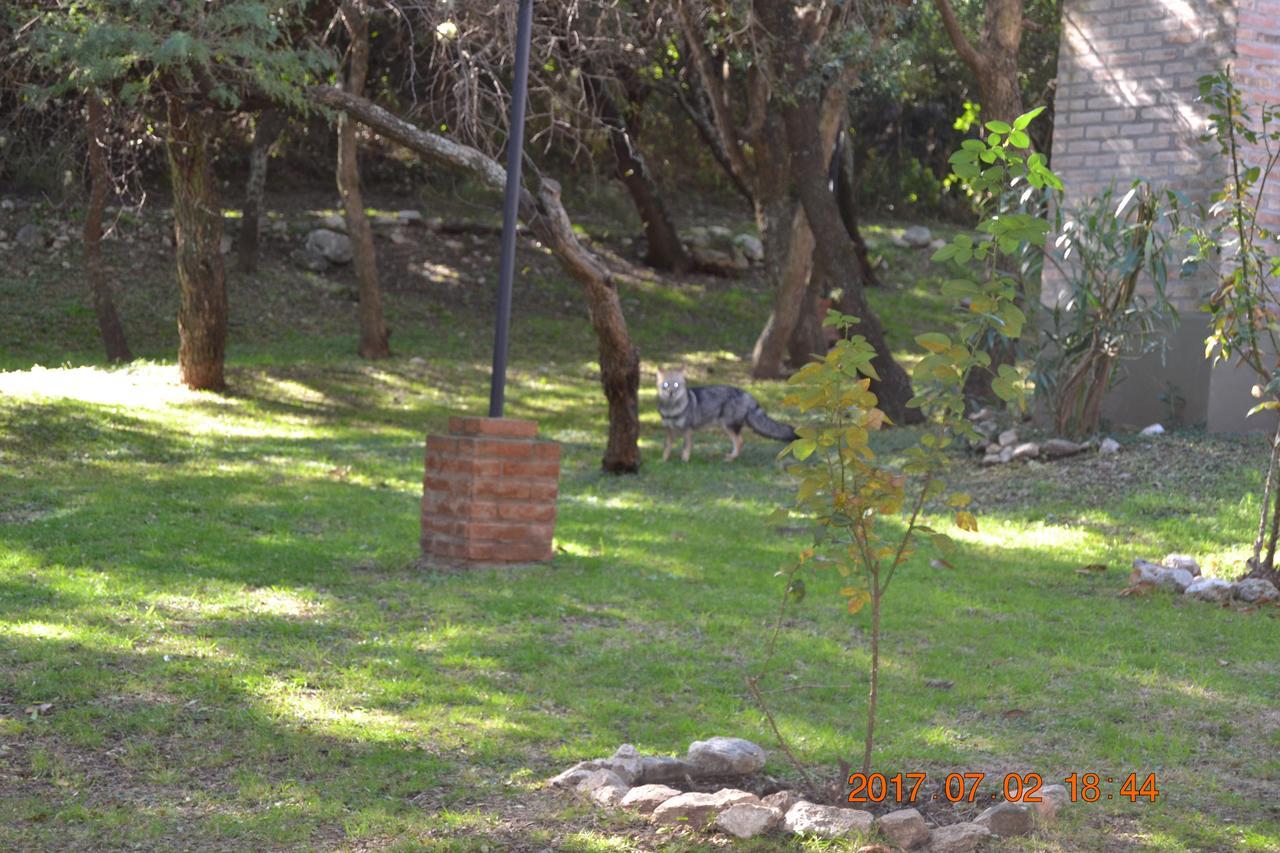 Cabanas Del Bosque Villa Merlo Dış mekan fotoğraf
